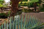 Pond